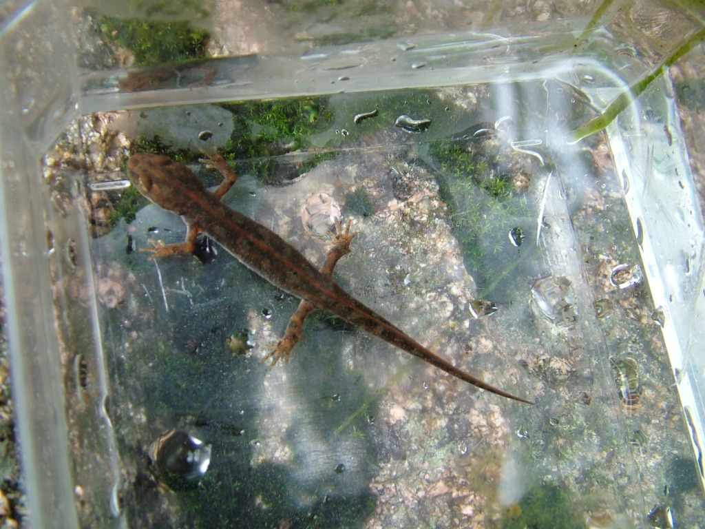 giornata bagnata, giornata fortunata Euproctus platycephalus